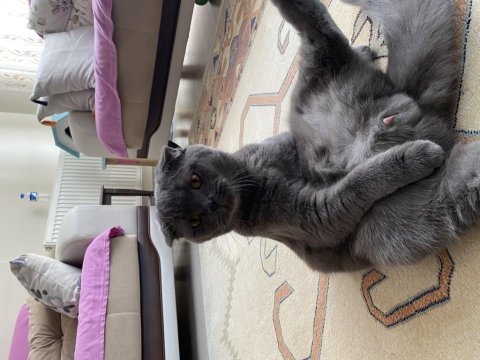 1 yaşında erkek scottish fold kedimiz
