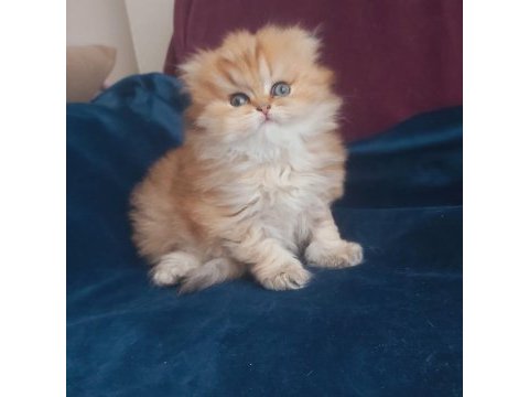 British longhair golden dişi