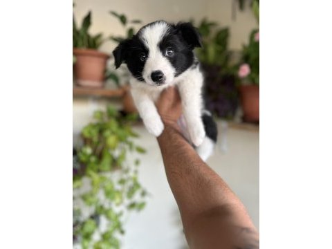 Border collie yavrular