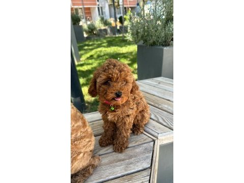 Kore yavrusu a kalite orijinal toy poodle yavru