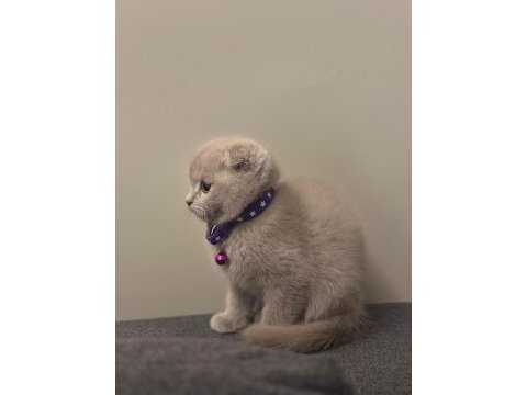Özel renk scottish fold lilac renk anatomi harikası