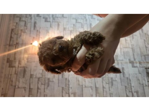 Teacup toy poodle yavrularımız