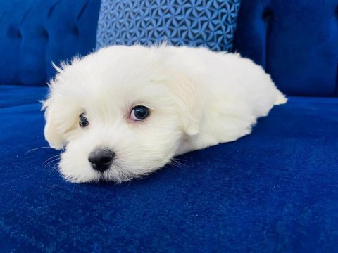 Maltese terier yavruları son derece sağlıklı