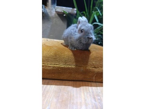 Holanda lop mini lop cüce tavşanlar