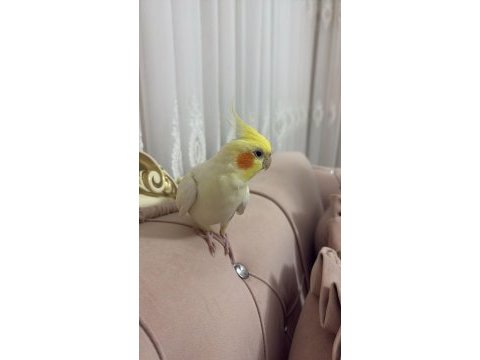 Konuşan sultan papağanı 2 yaşında