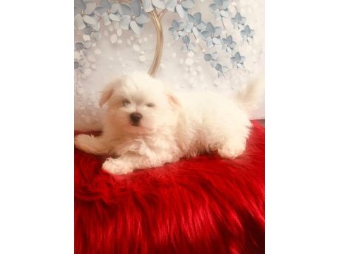 Maltese yakışıklım