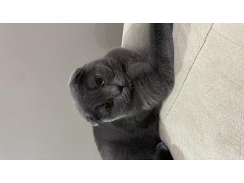 4 yaşında scottish fold (kısırlaştırılmış)
