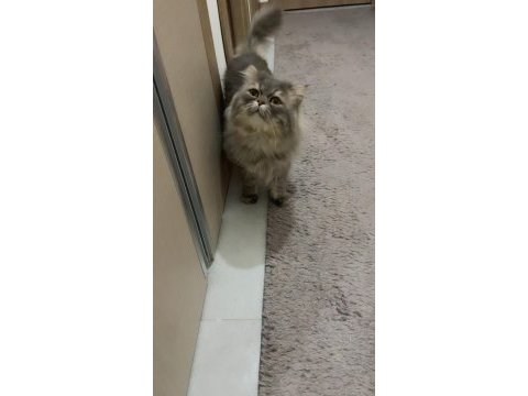 Persian cinsi oğlumuz acil yuva arıyor