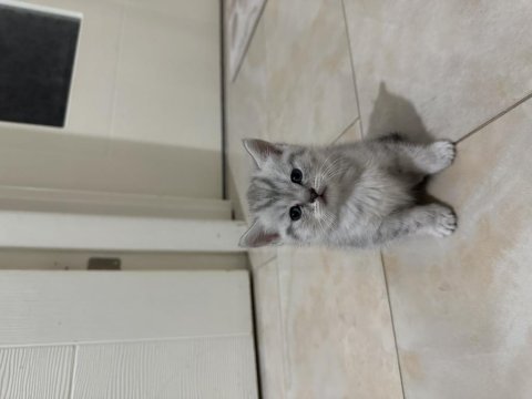 Scottish fold kediler