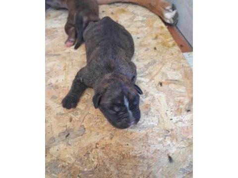 Orijinal boxer yavruları...