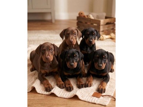 Irk ve sağlık garantili üst kalite doberman yavrular