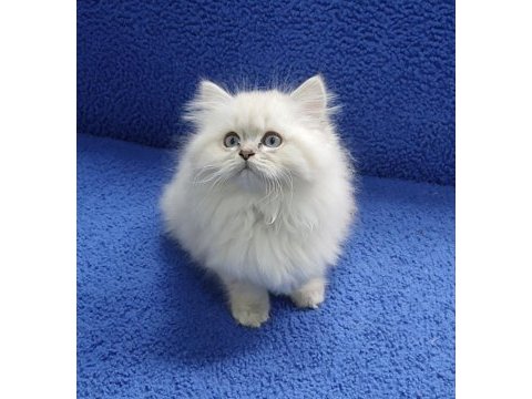 İstanbul içi 7/24 adrese teslim longhair british ponçik 