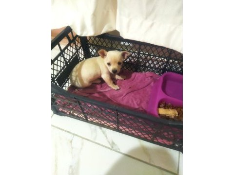 Pinscher köpeğimiz