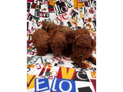 Birbirinden tatlı toy poodle yavrularımız