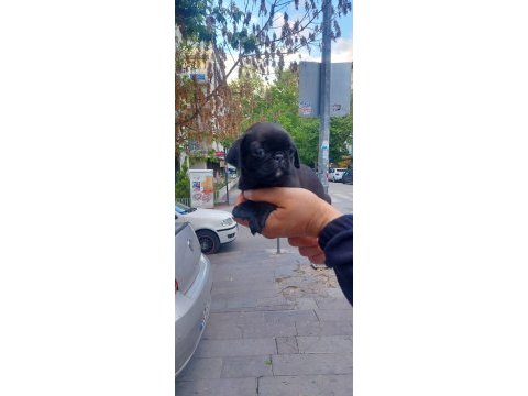 Süper pug bebekler