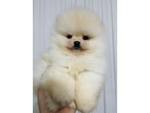 Pomeranian köpeğimiz