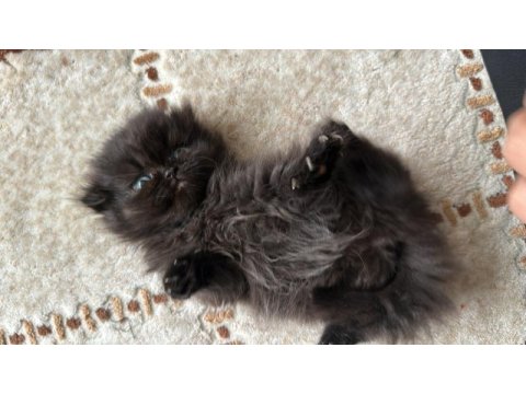 Scottish fold cinsi yavru kedilerim