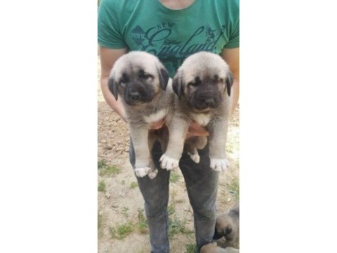 Üst kalite safkan kangal yavrularımız