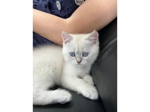 British shorthair 2 aylık erkek
