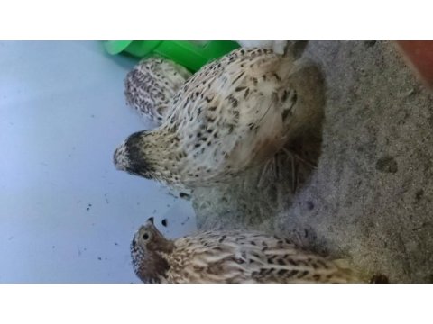 Yemeklik bıldırcın 50 günlük etlik jumbo
