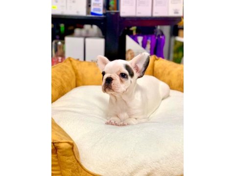 Eşsiz güzellikte orjinal safkan french bulldog yavrular