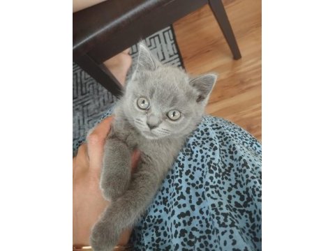 British shorthair