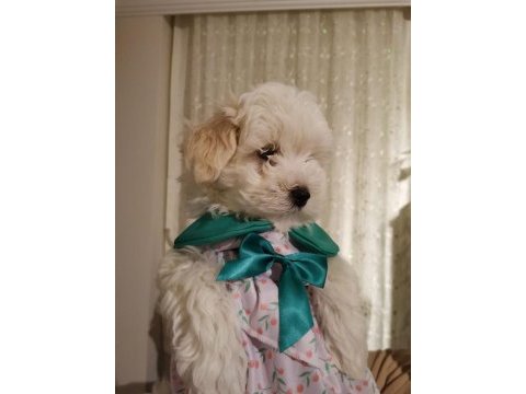Oyuncu ve çok sevimli maltipoo cinsi yavru