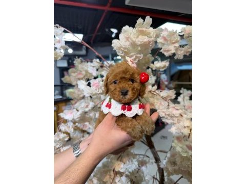 Toy garantili poodle bebekler