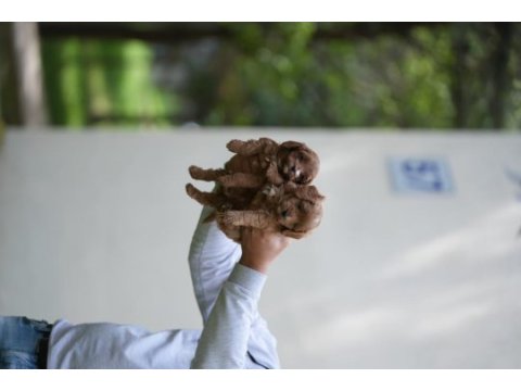 Poodle 35 günlük