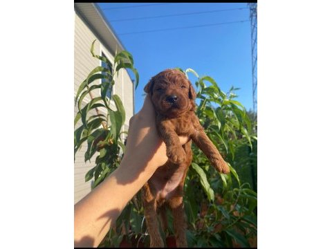Son dişi toy poodle yavrumuz