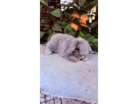 Safkan hollanda lop ve cüce tavşanlar