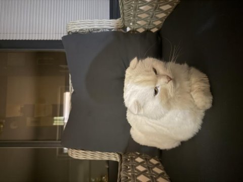 Scottish fold acil!