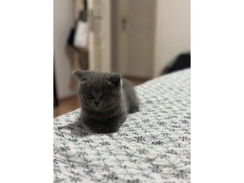 Tatlı yavrumuza yeni yuva arıyoruz scottish fold