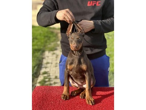 Show kalite safkan doberman yavruları