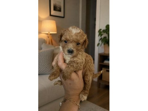 Büyümeyen boy red maltipoo bebeğim pet eğitimli