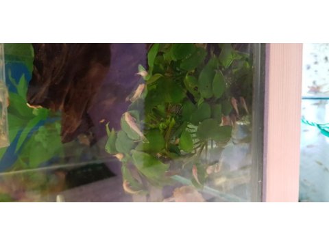 Albino cüce vatoz
