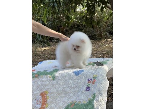 Pomeranian boo karbeyaz show class