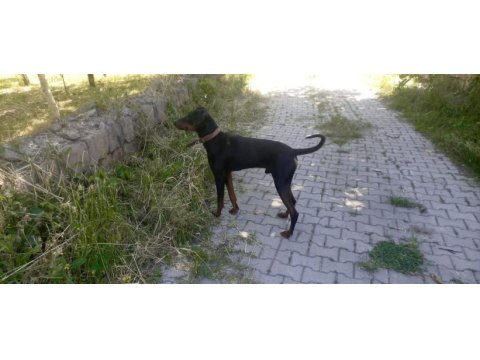 Doberman 4 erkek 4 dişi
