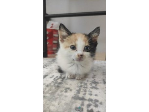 Eğitimli minik yavru kedimiz aksaray - ücretsiz