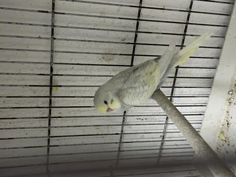 Yeni yeme düşmüş yavru muhabbet kuşu