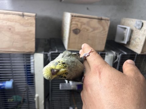 Jumbo ele alıştırmalık muhabbet kuşu yavrular
