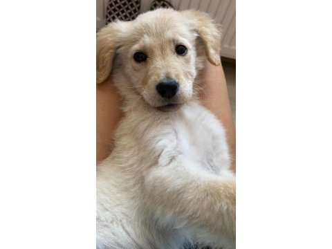 3 aylık golden retriever