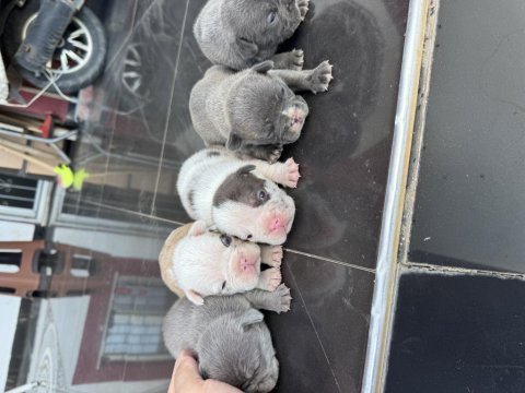 French bulldog üst segment orjinal
