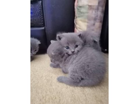 British shorthair çocuklarımı sahiplendiriyorum