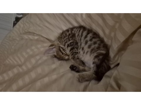 Minik tombiş tekir yeni sahibini arıyor