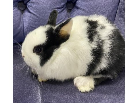 Harika kalite cüce ve mini lop tavşanı bebekler