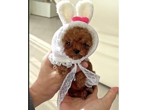 Toy poodle korean