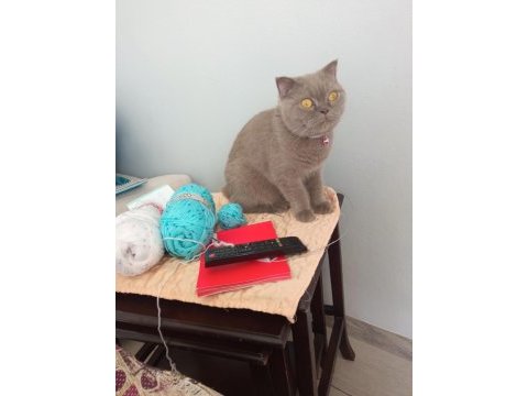 2 yaşında uysal dişi scottish fold kedimiz