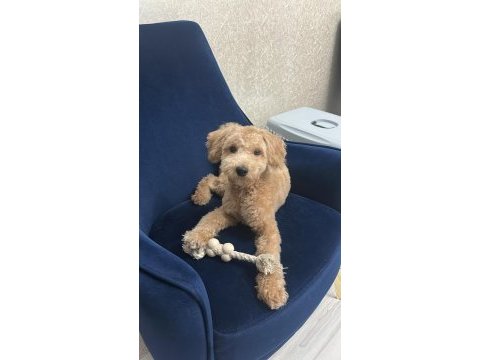 11 aylık maltipoo – enerjik, sevecen, aşıları tam