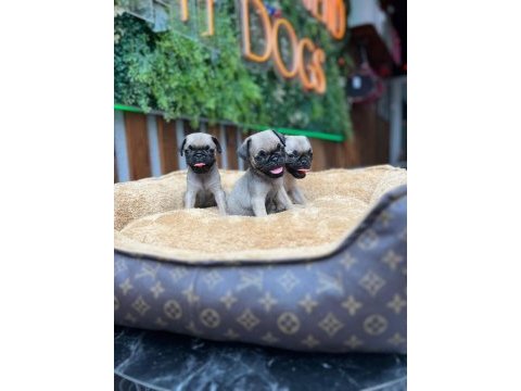 Safkan pug yavrular